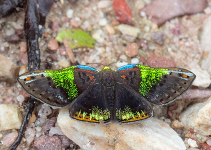The butterfly Caria trochilus photographed in Peru