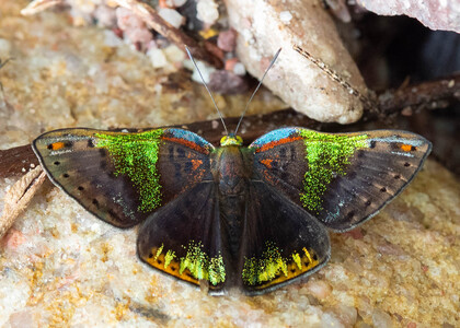 The butterfly Caria trochilus photographed in Peru