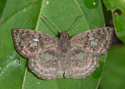 The butterfly Xenophanes tryxus photographed in Peru