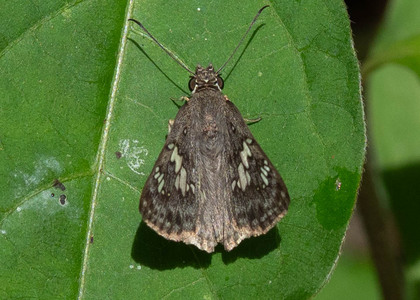 The butterfly Xenophanes tryxus photographed in Rio Bertha, Marankiari,Peru