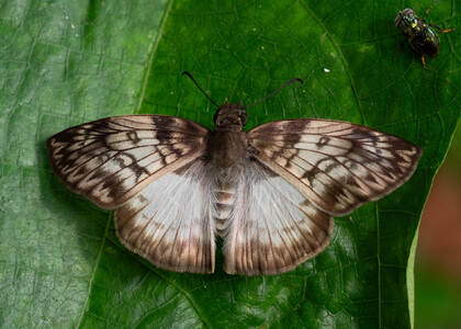 The butterfly Mylon maimon photographed in Peru