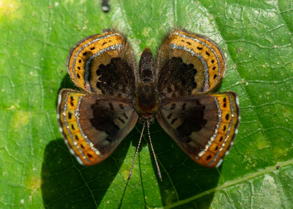 The butterfly Chalodeta chaonitis photographed in Peru