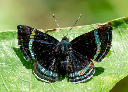 The butterfly Chalodeta theodora photographed in Peru