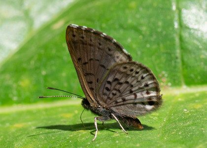 The butterfly Chalodeta theodora photographed in Peru
