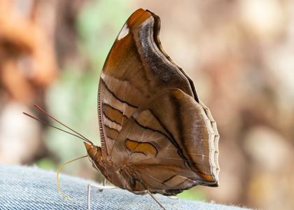 The butterfly Historis odius photographed in Peru