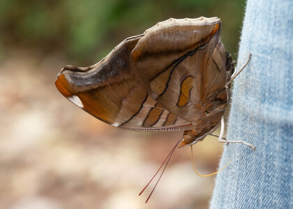 The butterfly Historis odius photographed in Rio Bertha, Marankiari,Peru