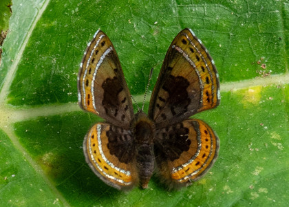 The butterfly Chalodeta chaonitis photographed in Peru