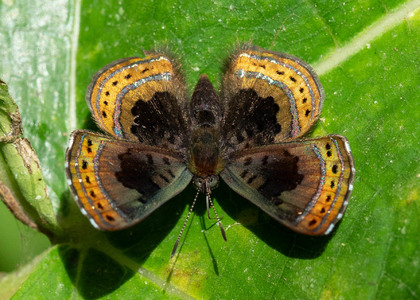 The butterfly Chalodeta chaonitis photographed in Rio Bertha, Marankiari,Peru