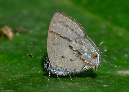 The butterfly Aubergina alda photographed in Peru