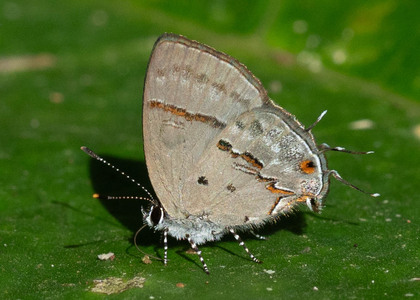 The butterfly Aubergina alda photographed in Peru