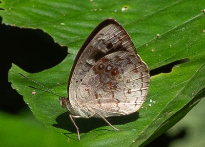 The butterfly Eunica marsolia fasula photographed in Peru