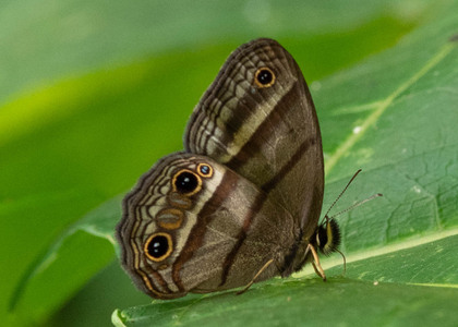 The butterfly Cissia proba photographed in Peru