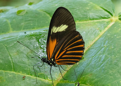 The butterfly Heliconius xanthocles melior photographed in Peru