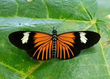 The butterfly Heliconius xanthocles melior photographed in Peru