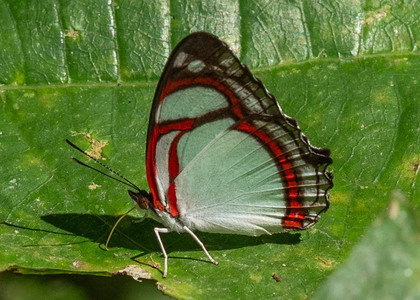The butterfly Pyrrhogyra otolais olivenca photographed in Rio Bertha, Marankiari,Peru