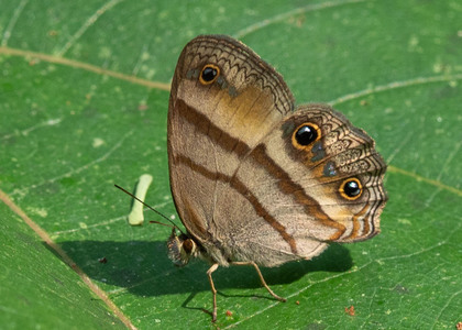 The butterfly Cissia penelope photographed in Peru