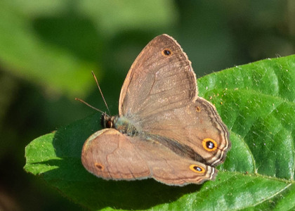 The butterfly Cissia penelope photographed in Peru