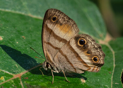 The butterfly Cissia penelope photographed in Peru