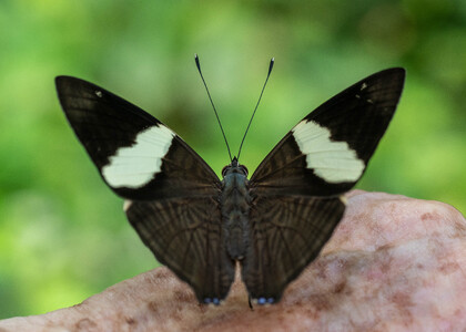 The butterfly Colobura dirce dirce photographed in Peru