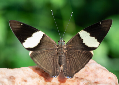 The butterfly Colobura dirce dirce photographed in Peru