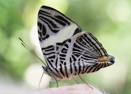 The butterfly Colobura dirce dirce photographed in Peru