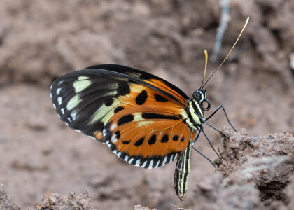 The butterfly Heliconius numata mirus photographed in Rio Bertha, Marankiari,Peru