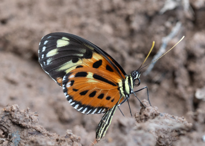 The butterfly Heliconius numata mirus photographed in Peru