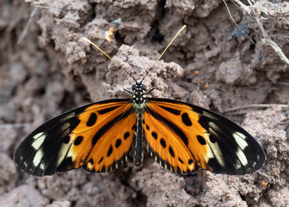 The butterfly Heliconius numata mirus photographed in Peru