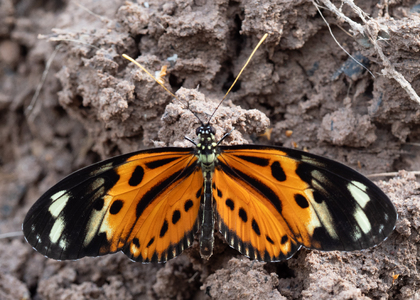 The butterfly Heliconius numata mirus photographed in Peru