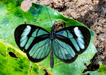 The butterfly Oleria tigilla photographed in Peru