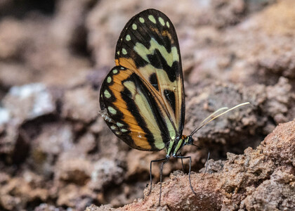 The butterfly Hypothyris euclea photographed in Rio Bertha, Marankiari,Peru