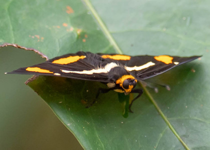 The butterfly Symmachia tricolor photographed in Peru