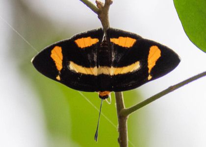 The butterfly Symmachia tricolor photographed in Peru