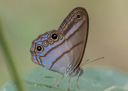 The butterfly Amiga arnaca photographed in Peru