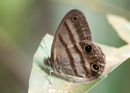 The butterfly Cissia proba photographed in Satelite Mountain,Peru