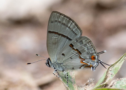 The butterfly Aubergina alda photographed in Peru