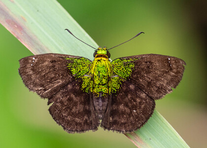 The butterfly Gorgopas trochilus photographed in Satelite Mountain,Peru