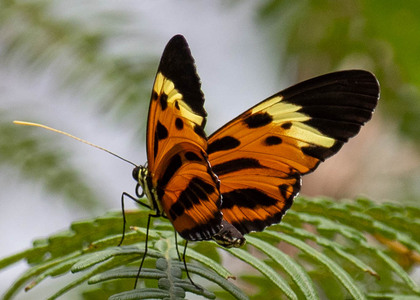 The butterfly Heliconius numata tarapotensis photographed in Satelite Mountain,Peru