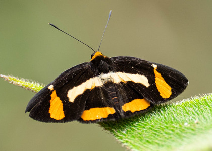 The butterfly Symmachia tricolor photographed in Peru