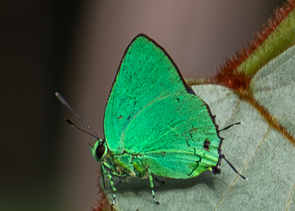 The butterfly Chalybs janias photographed in Peru