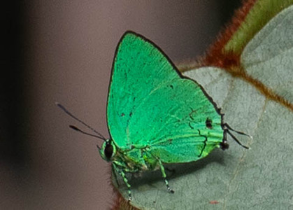 The butterfly Chalybs janias photographed in Satelite Mountain,Peru