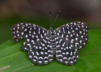 The butterfly Napaea actoris photographed in Satelite Mountain,Peru