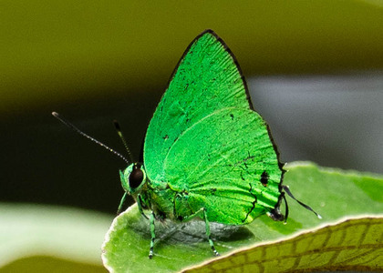 The butterfly Chalybs janias photographed in Peru