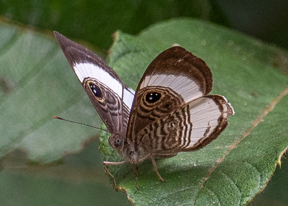 The butterfly Semomesia croesus photographed in Peru
