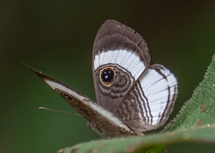 The butterfly Semomesia croesus photographed in Peru