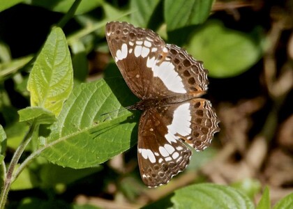 The butterfly Neptidopsis ophione nucleata photographed in Tanzania