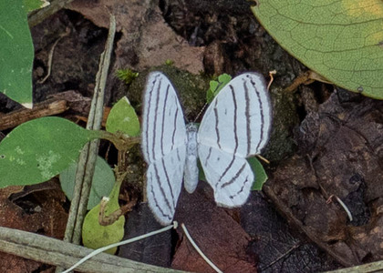 The butterfly Leucochimona icare photographed in Peru