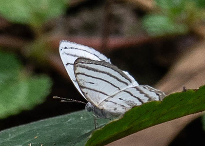 The butterfly Leucochimona icare photographed in Peru