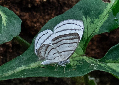 The butterfly Leucochimona icare photographed in Satipo Club Social,Peru
