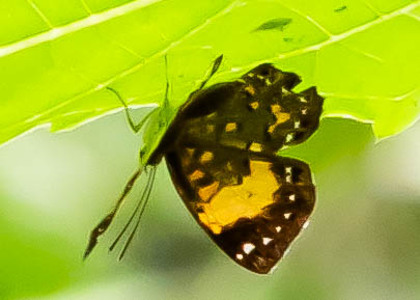 The butterfly Parvospila emylius photographed in Peru
